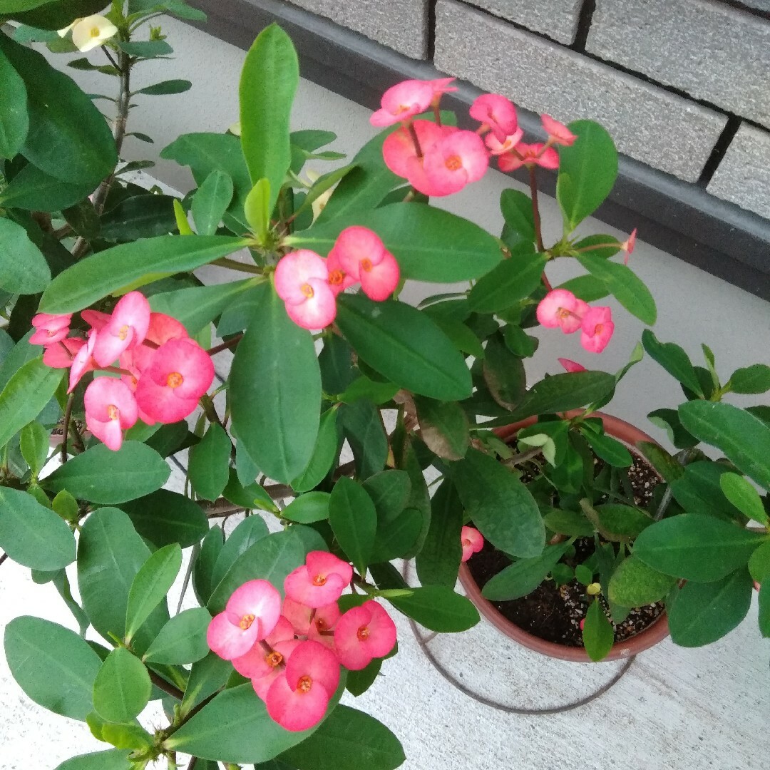 花キリン　白とピンクカット苗　小　３本 ハンドメイドのフラワー/ガーデン(その他)の商品写真