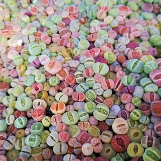 リトープス　多肉植物 色の組み合わせ 約50苗 1年の苗0.5-1.2cm(その他)