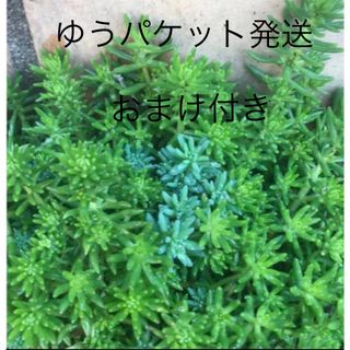 抜き苗　ゴールドビューティ＋おまけ10種類 多肉植物　セダム　ゆうパケット発送 (その他)