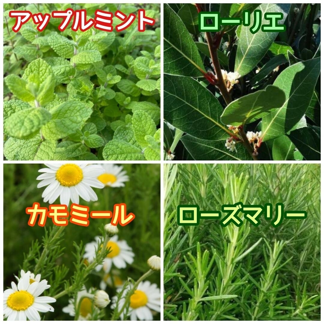 天然 和ハーブバスパック 【10g×15袋】10種以上♪ ◎ハーブ湯 ハーブ蒸し ハンドメイドのフラワー/ガーデン(ドライフラワー)の商品写真