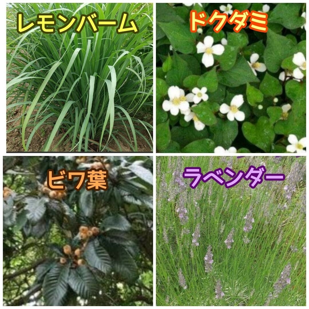 天然 和ハーブバスパック 【10g×15袋】10種以上♪ ◎ハーブ湯 ハーブ蒸し ハンドメイドのフラワー/ガーデン(ドライフラワー)の商品写真