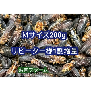 冷凍 コオロギ 脚部除去済 Mサイズ 200g チャック袋入り(爬虫類/両生類用品)