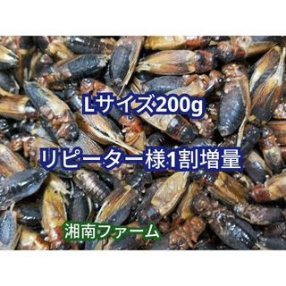 冷凍 コオロギ 脚部除去済 Lサイズ 200g チャック袋入り(爬虫類/両生類用品)