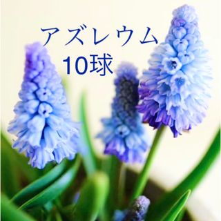 ムスカリ　アズレウム　球根　10球(その他)