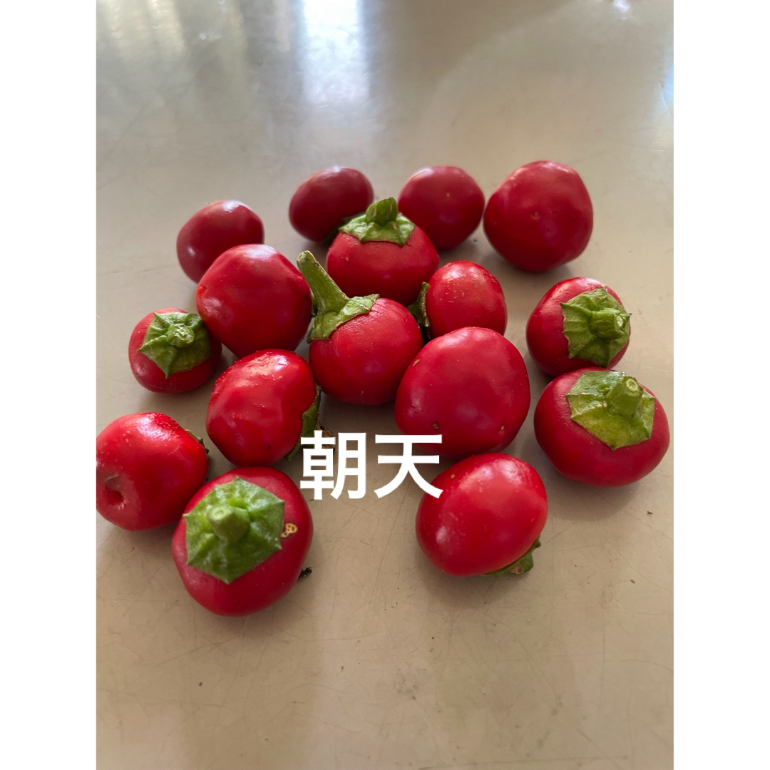 3種各15本　赤唐辛子　農薬不使用　おまけ付き 食品/飲料/酒の食品(野菜)の商品写真