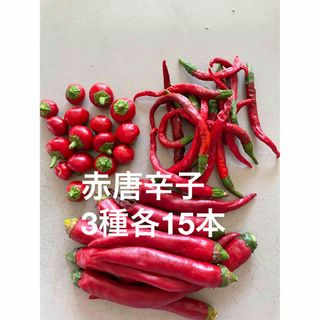 3種各15本　赤唐辛子　農薬不使用　おまけ付き(野菜)