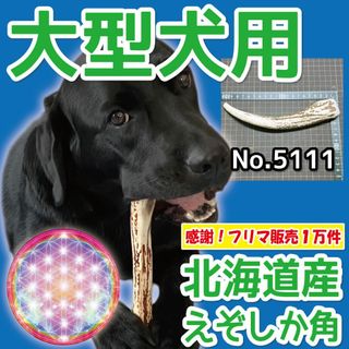 DOMZ ペット用 犬 シートベルト ［ペット用品専門家監修］犬 車 シート リ