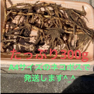 無農薬　ミョウガ　茗荷の苗　地下茎　300G(プランター)