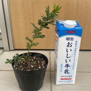 銀葉アカシア　ミモザ　苗(その他)