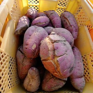 静岡県産＊さつまいも＊10kg＊無農薬＊農家直送＊産直*訳あり*フードロス(野菜)