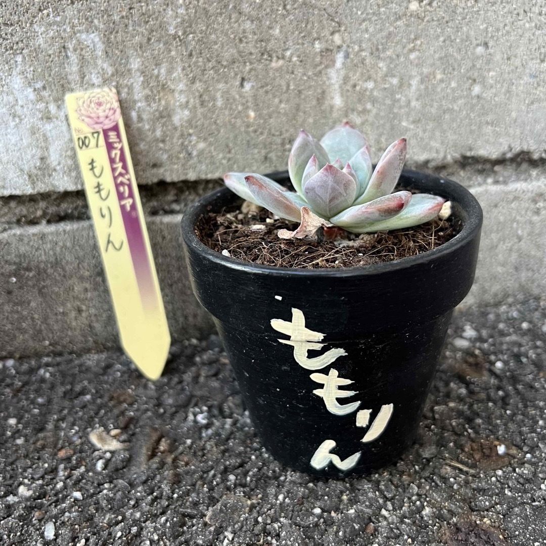 おらいさん苗 4種 札付き
