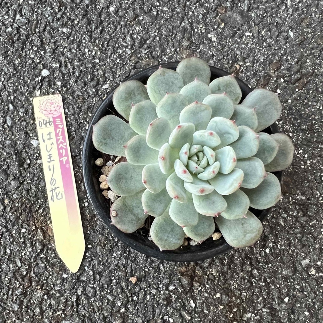 おらいさん苗 4種 札付き