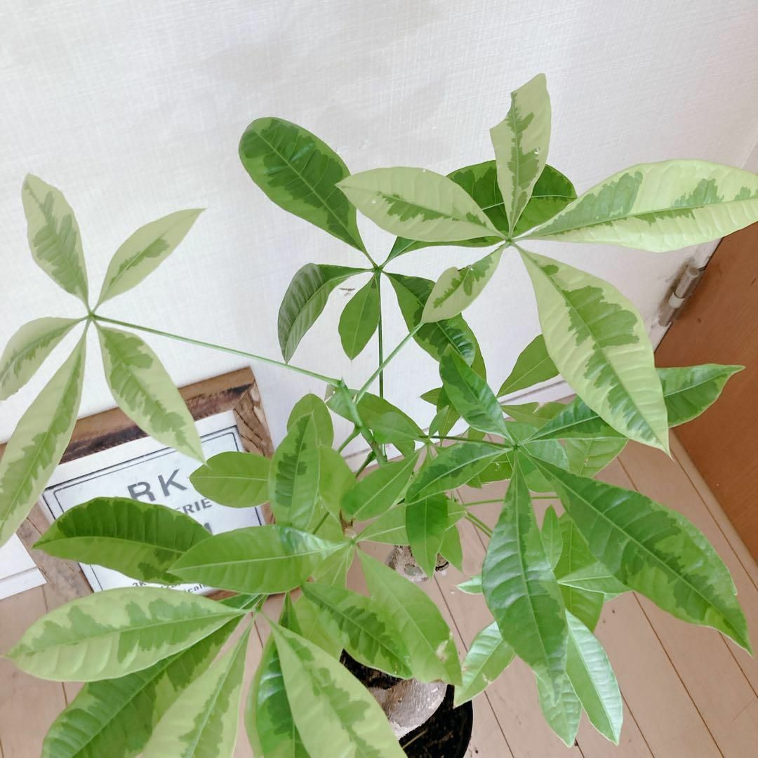 ♡パキラムーンライト♡6号♡幹太♡接ぎ木♡鉢ごとです♡