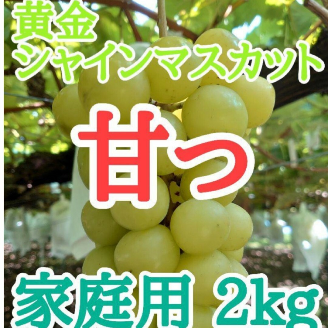 2kg6000円で販売しますシャインマスカット 箱込み２kg 訳あり種無し