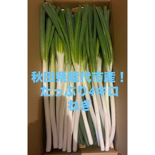 秋田県能代市産！　4キロ 長ネギ　※約35〜40本(サイズなどで変動あり)(野菜)