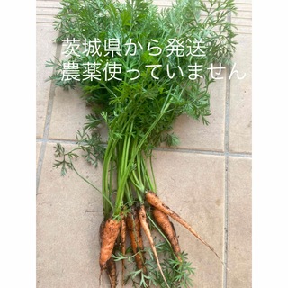 間引きニンジン(野菜)