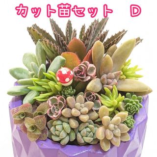 カット苗セット Ｄ⑤(その他)