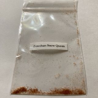ビカクシダ ピューチャン スノークイーン F304 snow queen 胞子 ビカクシダ ピューチャン スノークイーン F304 snow queen 胞子