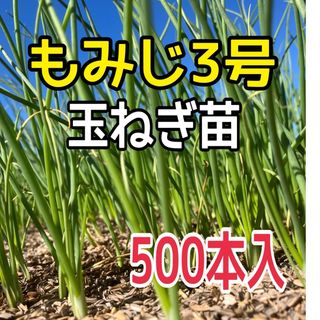 もみじ3号玉ねぎ苗 500本入(野菜)