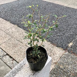 幹太め  葉っぱが可愛い植物  ミクロフィラ  ソフォラ リトルベイビー(プランター)