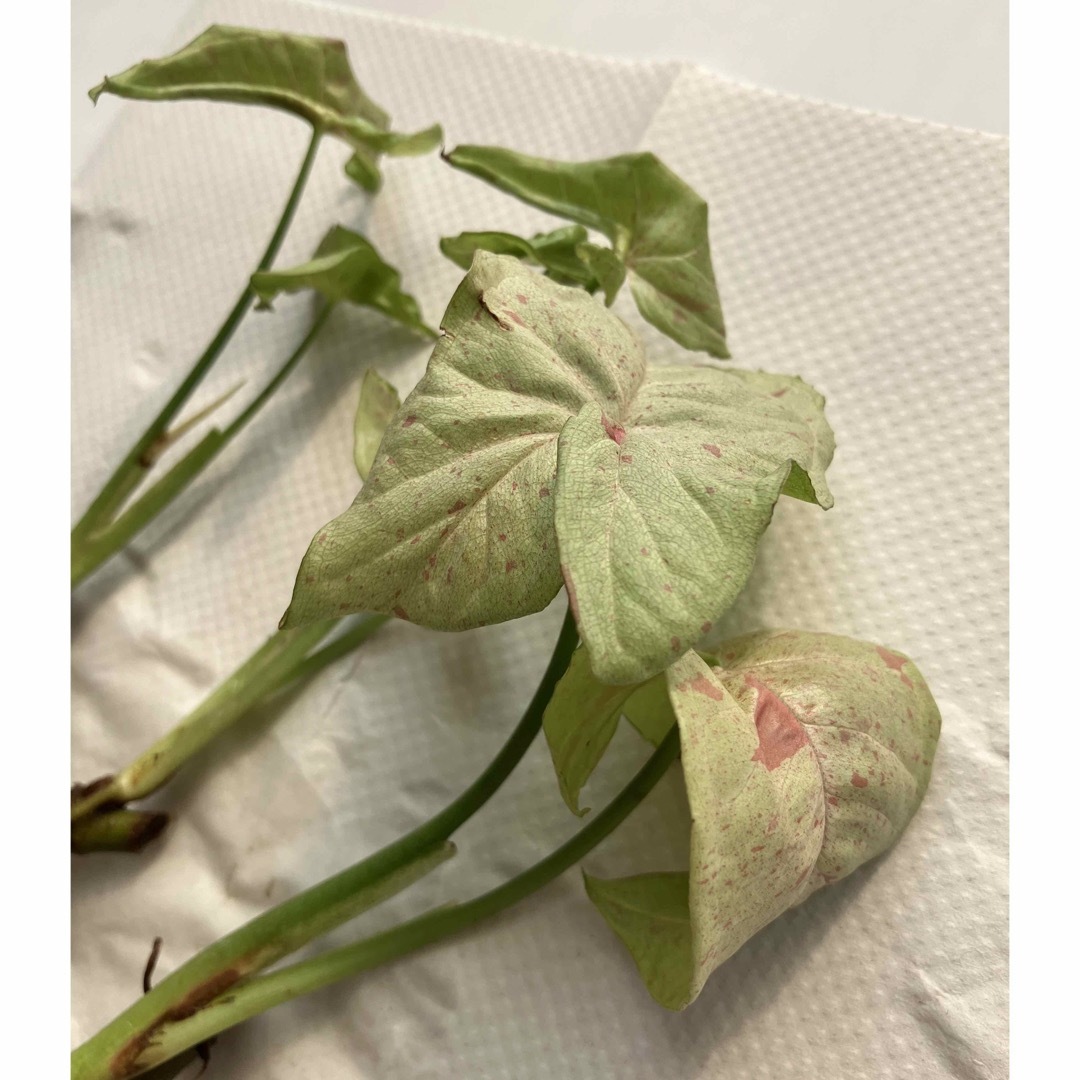 観葉植物　シンゴニウム　ミルクコンフェッティ　ダズルカラー ハンドメイドのフラワー/ガーデン(プランター)の商品写真
