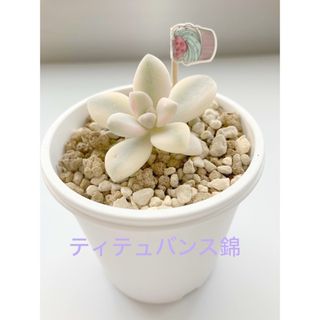 多肉植物　ティテュバンス錦　斑入り　抜き苗(プランター)