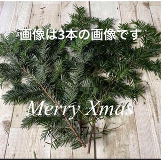 北海道　生花　クリスマス花材　コニファー　もみの木　リース花材　スワッグ(ドライフラワー)