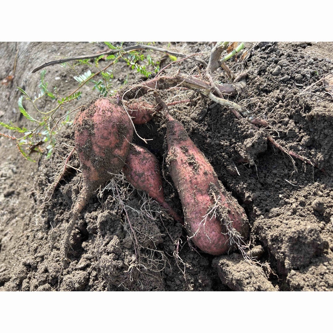 約2.5kg【1セットのみ】自家製無農薬 安納芋（さつまいも） 食品/飲料/酒の食品(野菜)の商品写真