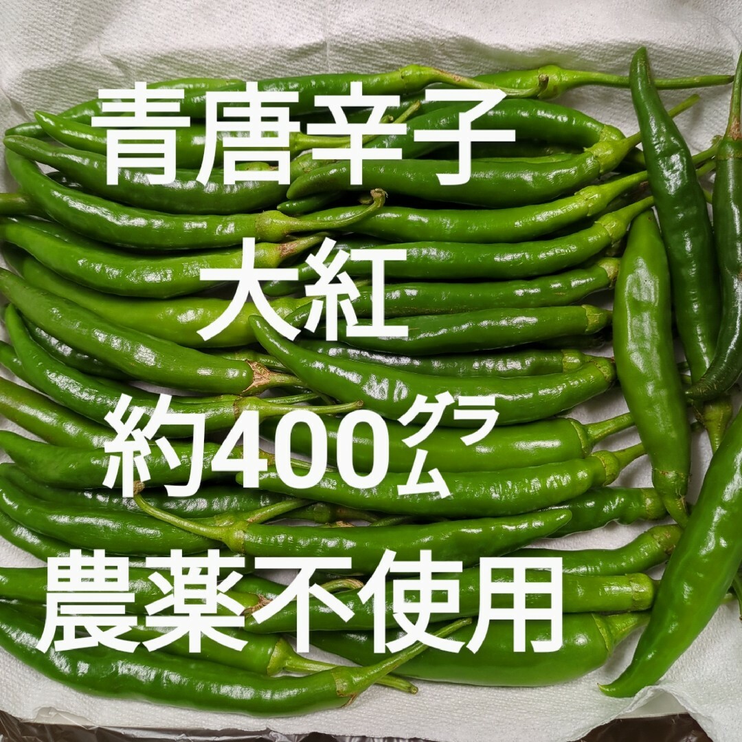 青唐辛子 大紅 約400㌘ 農薬不使用 食品/飲料/酒の食品(野菜)の商品写真