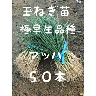 玉ねぎ苗【極早生品種マッハ５０本】(野菜)