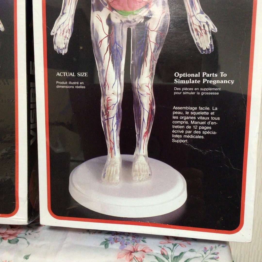 『VISIBLE MAN』『VISIBLE WOMAN 』人体模型