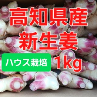 農家直送　高知県産新生姜　1kg(野菜)