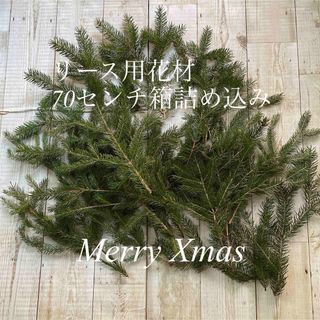 北海道もみの木　生花　クリスマス花材　70センチ箱(ドライフラワー)