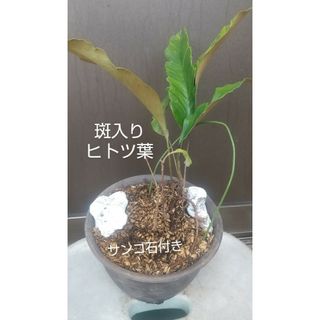 斑入りシダ ヒトツ葉(プランター)