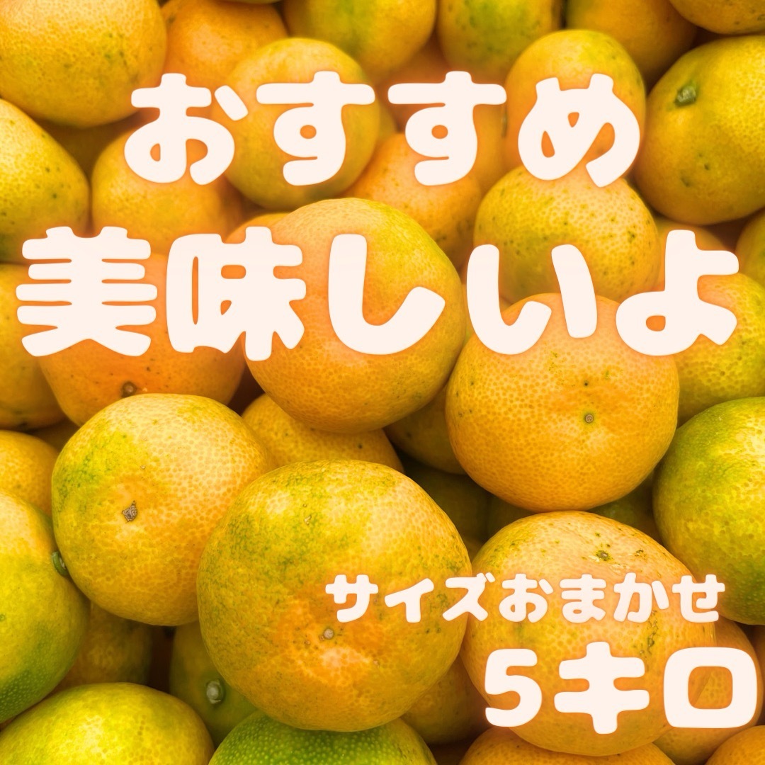 今年累計5000箱販売！　山北みかん 5キロ　132 食品/飲料/酒の食品(フルーツ)の商品写真