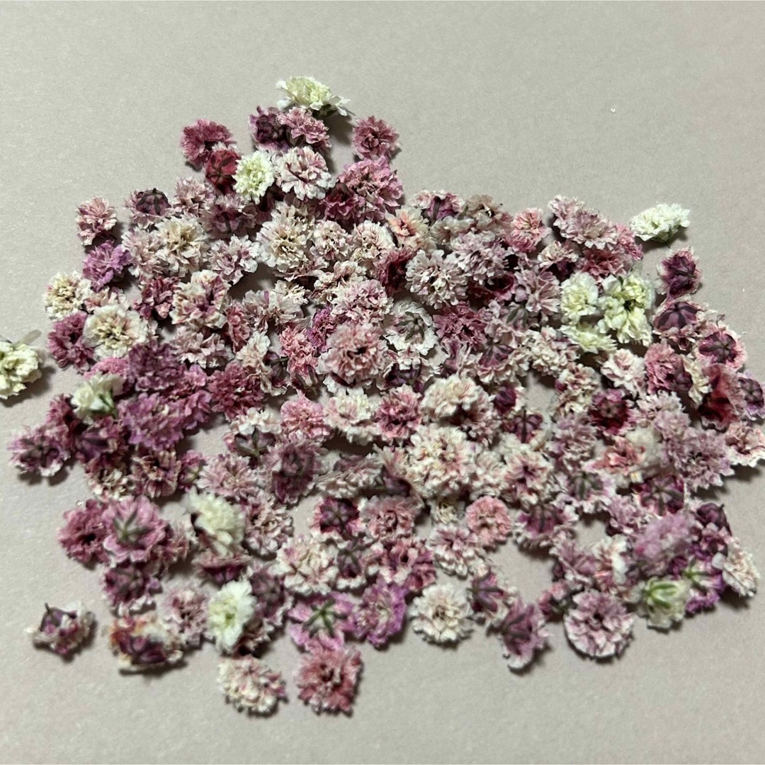 かすみ草　pink mix ハンドメイドのフラワー/ガーデン(ドライフラワー)の商品写真