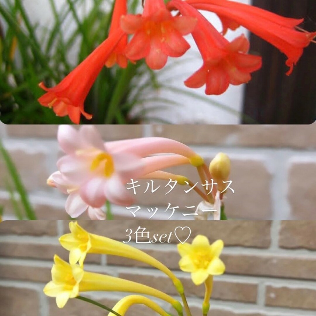 キルタンサス オレンジ ピンク 薄黄色 3種類 各3球根 ハンドメイドのフラワー/ガーデン(その他)の商品写真