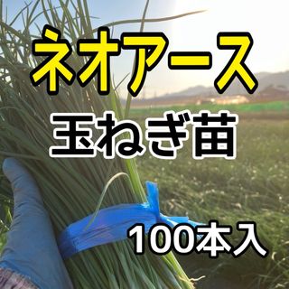 ネオアース玉ねぎ苗100本入‼️晩生種(野菜)