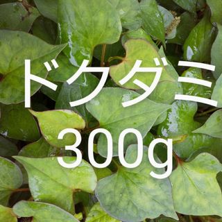 ドクダミ　約300g　新鮮　農薬不使用(野菜)