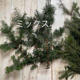 北海道もみの木　生花　クリスマス花材　70センチ箱(ドライフラワー)