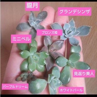 【多肉植物】7種類　カット苗、根あり(その他)