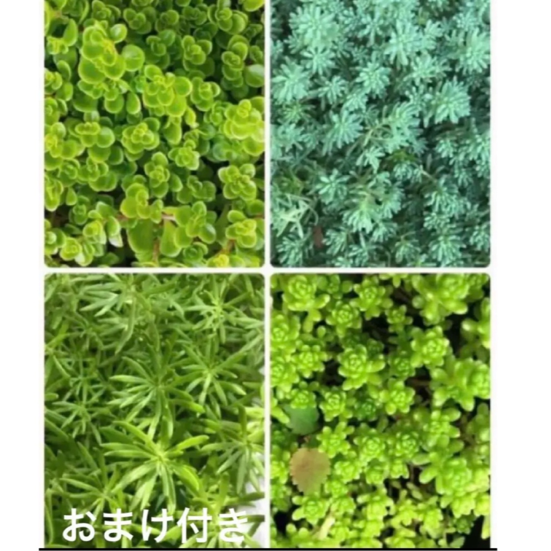 多肉植物  セダム  4品種　各7カット苗　＋　おまけ10種類 ハンドメイドのフラワー/ガーデン(その他)の商品写真