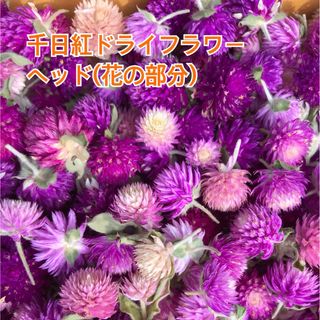 千日紅　ドライフラワー　ヘッド　花の部分　花材(ドライフラワー)