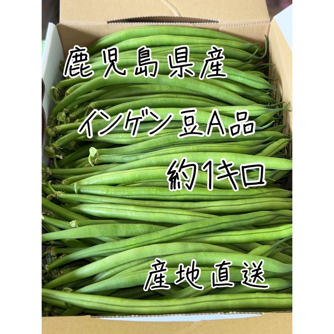 鹿児島県産　インゲン豆A品　約1キロ 食品/飲料/酒の食品(野菜)の商品写真