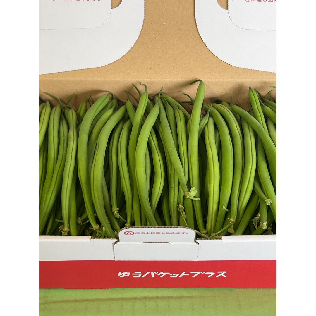 鹿児島県産　インゲン豆A品　約1キロ 食品/飲料/酒の食品(野菜)の商品写真