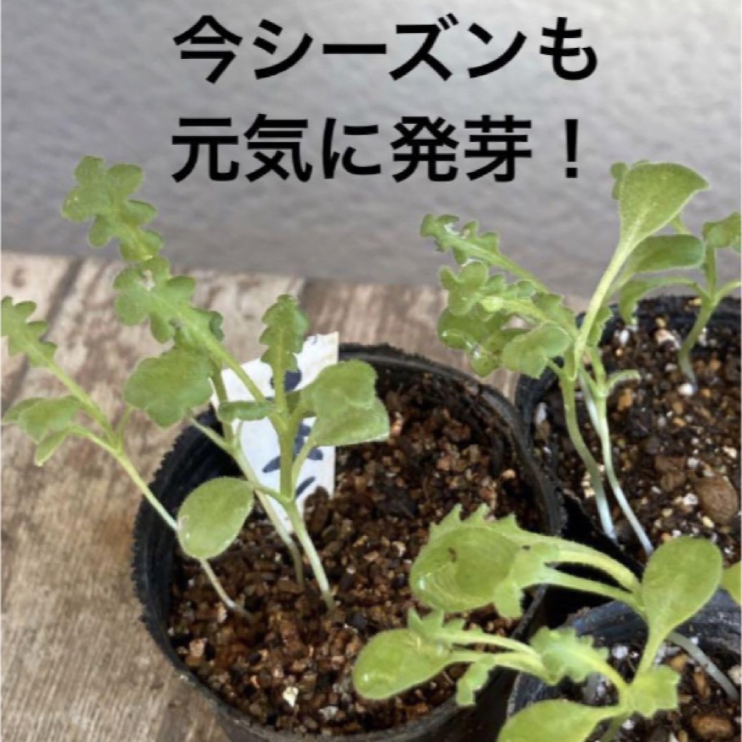 種100粒　ネモフィラ  基本の4種類　25粒ずつ ハンドメイドのフラワー/ガーデン(プランター)の商品写真