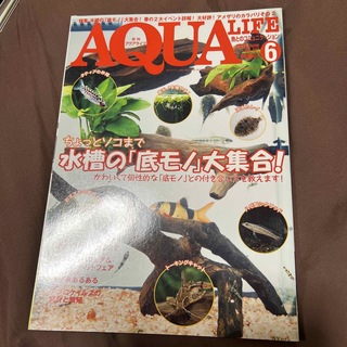 月刊 AQUA LIFE (アクアライフ) 2013年 06月号 [雑誌](その他)