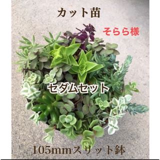 多肉植物　セダムセット♡ベッラディンヴェルノ 入り(その他)