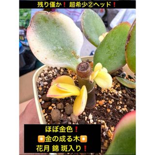 超希少2ヘッド❗️ほぼ金色✴金の成る木✴花月 錦　 斑入り 【きらめき】