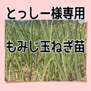 とっしー様専用 もみじ玉ねぎ苗(野菜)